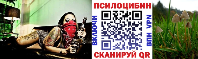Псилоцибиновые грибы Psilocybe  mega вход  Новосокольники 